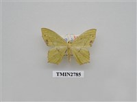 藏品(尺蛾358)的圖片